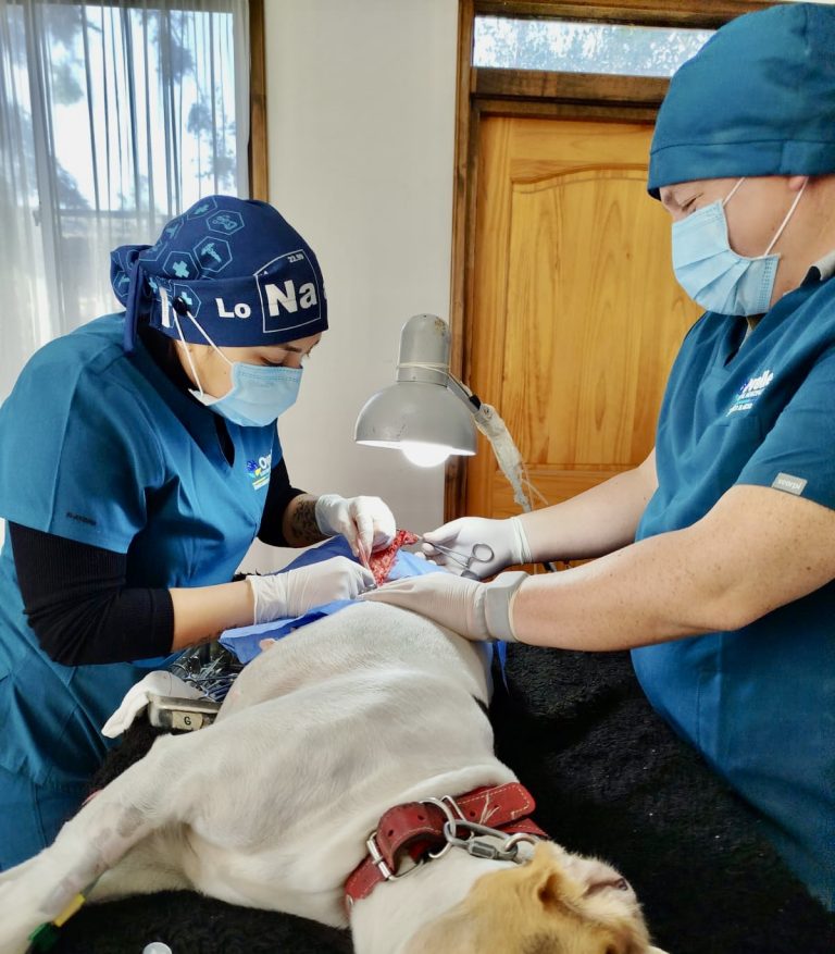 Salud animal: mil esterilizaciones de mascotas se han realizado en Ovalle durante el 2024
