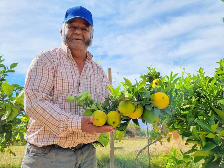 Usuarios de INDAP del programa Servicio de Asesoría Técnica Limones de Punitaqui pueden postular a concurso que cofinancia inversiones