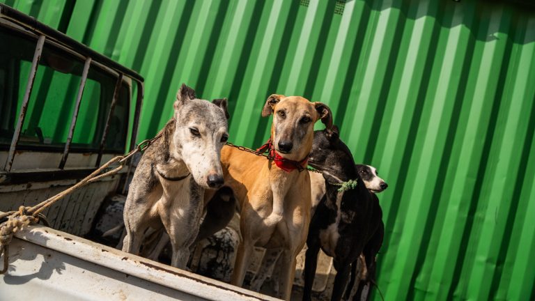 Impulsan tenencia responsable de mascotas en Ovalle