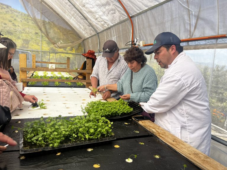 Perejil y cilantro: Agricultores incorporan nuevos cultivos hidropónicos en la Región de Coquimbo