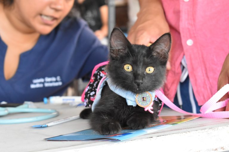 Río Hurtado realizará mil esterilizaciones gratuitas para mascotas para favorecer la tenencia responsable