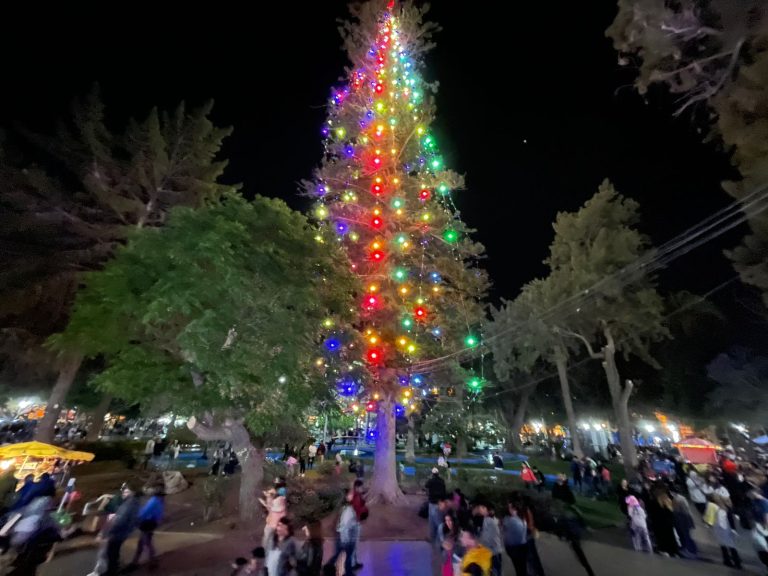 El Árbol de Navidad Natural más grande de Chile vuelve a iluminar la plaza de armas de Ovalle