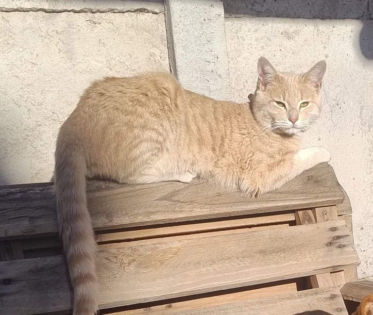 Familia ovallina busca a su gatito perdido de la Villa San Luis