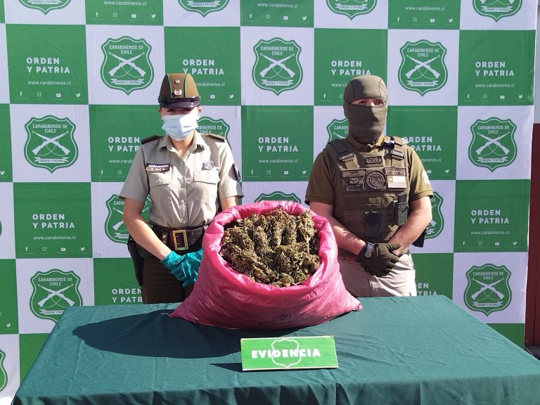 Más de 15 mil plantas de cannabis sativa son decomisadas en Los Vilos
