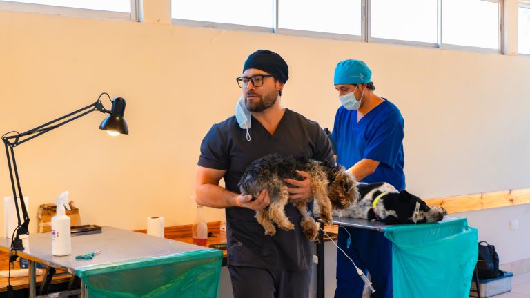 Continúan los operativos de esterilización en Ovalle