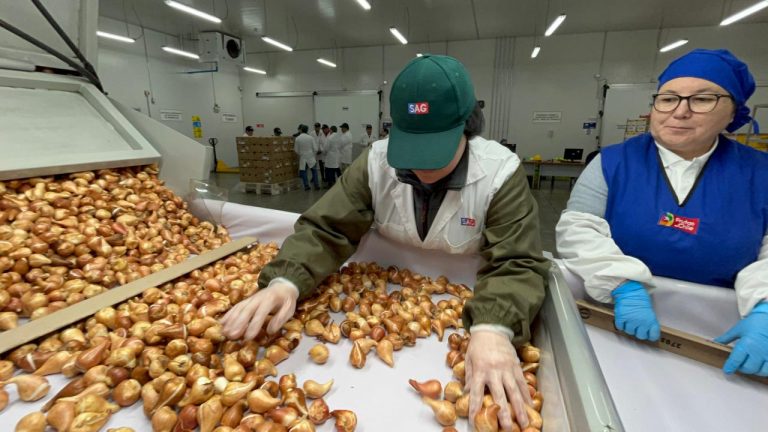 AgroindustriaHOY: Autoridades buscan replicar modelo de inspección fitosanitaria de fruta en la región de Coquimbo