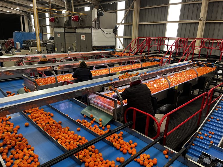 Diversificar para resistir: el camino que ya trazaba la fruticultura regional antes de los aranceles