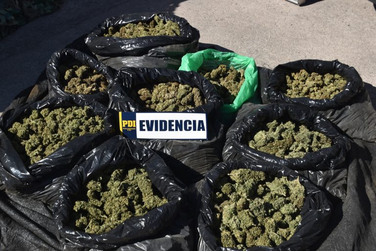 Decomisan más de 2 toneladas de cannabis procesada en Limarí en operativo contra el narcotráfico