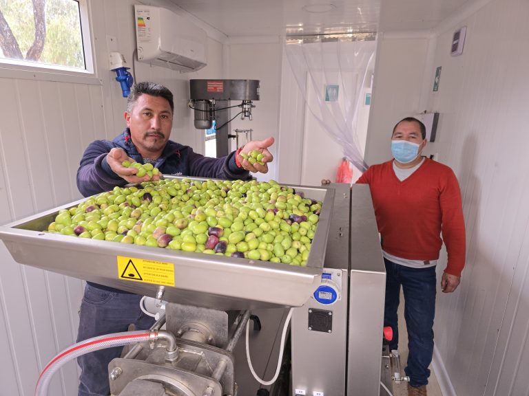 Con esfuerzo y trabajo en equipo: Agrupación Los Olivos se consolida en la producción de aceite de oliva