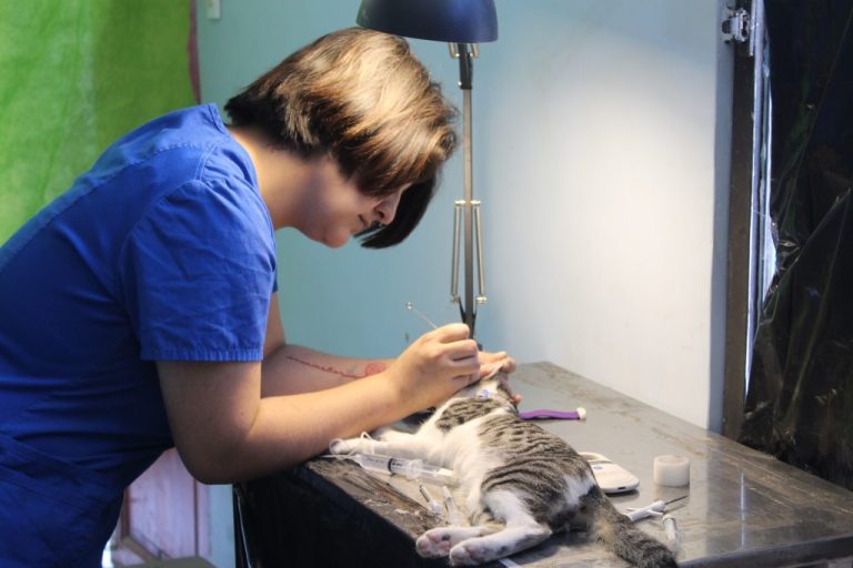 Municipalidad de Ovalle organiza operativo de vacunación y control sano para gatos