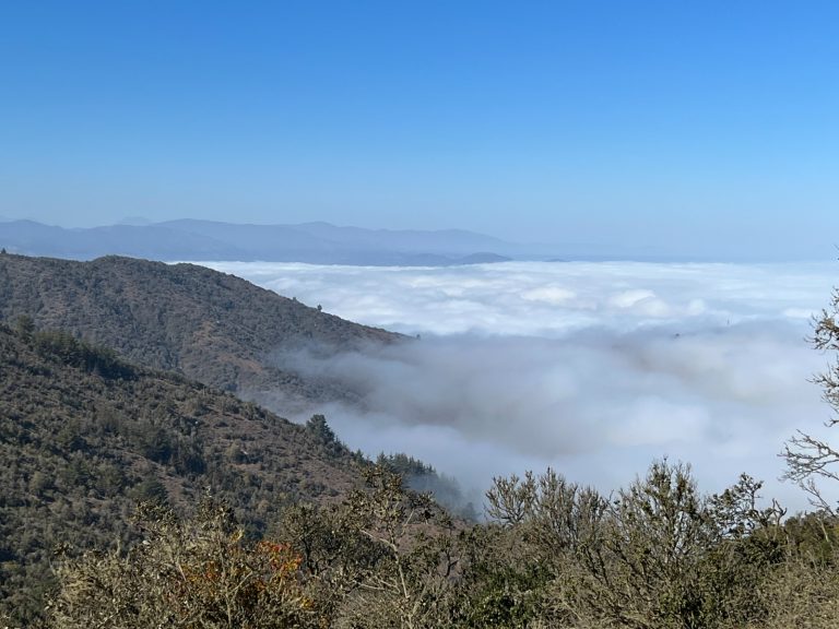 Refugios climáticos: Estos son los lugares clave que podrían salvar la biodiversidad de Chile