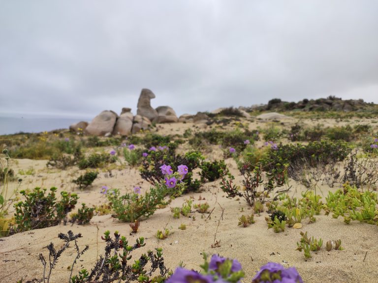 El desierto que florece: un tesoro efímero y único que ocurre en Chile