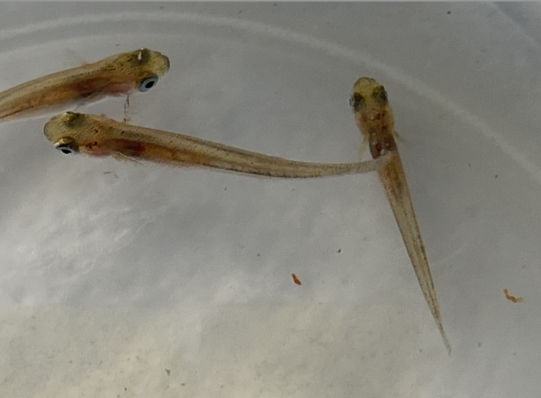 Proyecto entre la UCN y establecimientos educacionales logra exitoso cultivo de pejerrey chileno y argentino