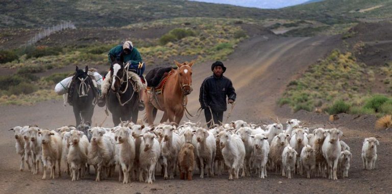 Ovalle celebrará el Día del Criancero en Los Aromos de Campo Lindo