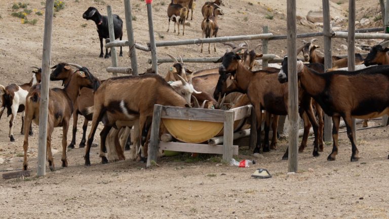 Programa inédito de inseminación caprina en Ovalle duplica productividad de crianceros gracias a genética francesa 