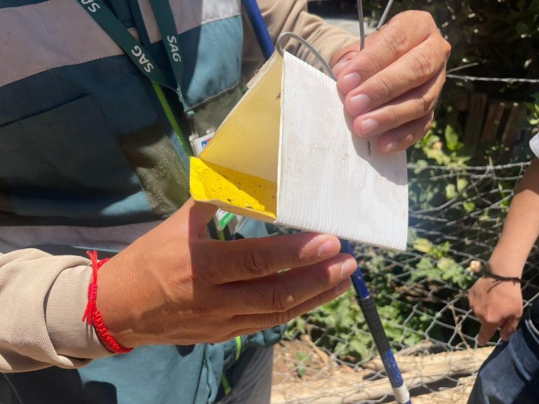 SAG finaliza dos campañas de erradicación Mosca de la Fruta en Monte Patria