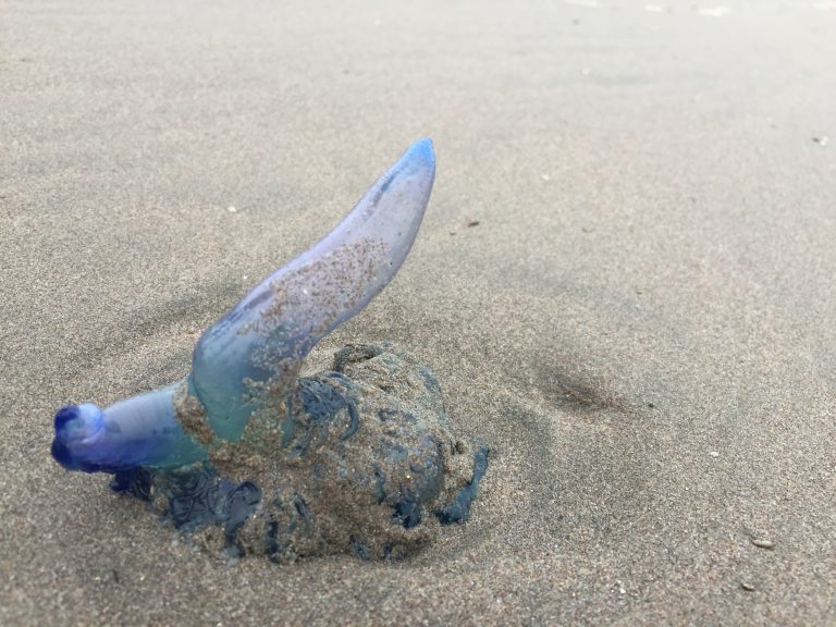 Autoridad Sanitaria decreta prohibición de baño en playa de Puerto Velero por presencia de Fragata Portuguesa