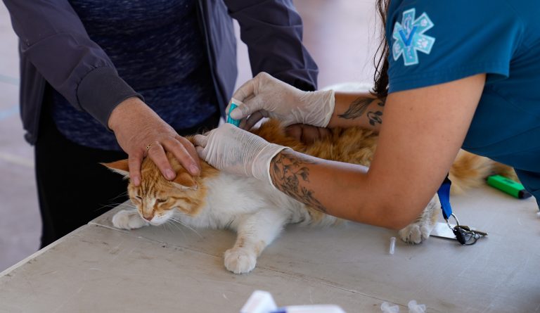Municipio de Ovalle refuerza la tenencia responsable con masivo operativo veterinario en la población Limarí