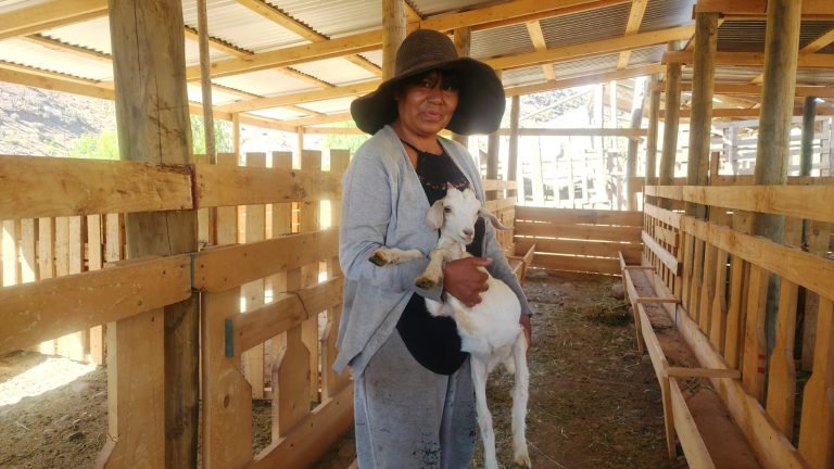La chef boliviana que actualmente se consolida como productora caprina en la comuna de Río Hurtado 