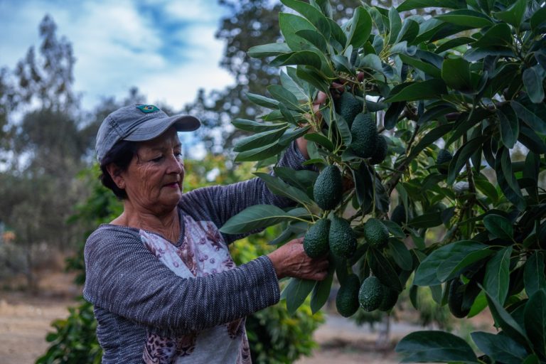 Cambió Santiago por la tranquilidad del campo y ahora produce olivos y paltos en Punitaqui