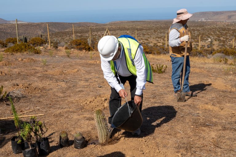 La Cebada fortalece su ecosistema costero con exitosa reforestación de flora nativa