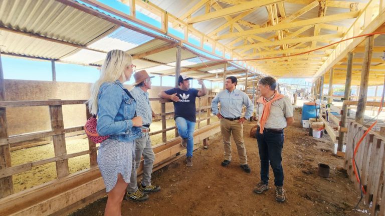 Nace «CAPRICOOP»: Productores caprinos del Limarí se unen para revolucionar el mercado de la leche de cabra