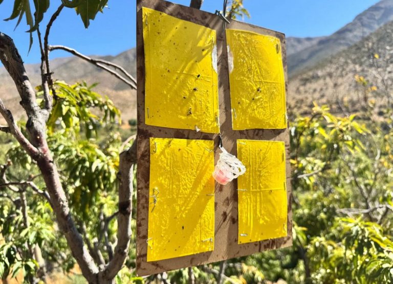 Más de $120 millones en seguros agrícolas se han pagado a pequeños productores afectados por la Mosca de la Fruta