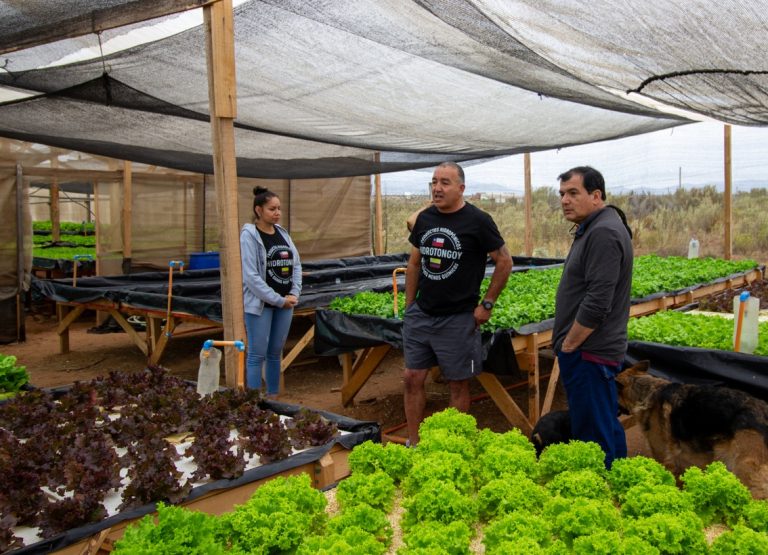 Región de Coquimbo consolida un modelo agrícola resiliente con la hidroponía como respuesta a la sequía